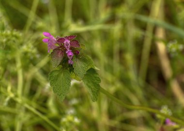 Lamium purpureum, kırmızı ölü ısırgan otu, mor ölü ısırgan otu, ya da mor başmelek, her yıl çiçek açan bir bitki. Yaz manzarası. Kır çiçekleri