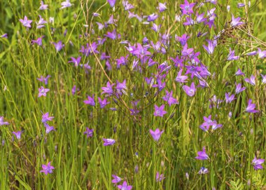 Campanula patula alanı mı yoksa patula yayılması mı? Basit, çan şeklinde çiçekler canlı bir mavi-menekşe rengidir. Yaz manzarası. Kır çiçekleri