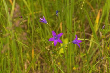 Wildflowers. Campanula patula or spreading bellflower. Delicate bellflower with narrow and pointed leaves clipart