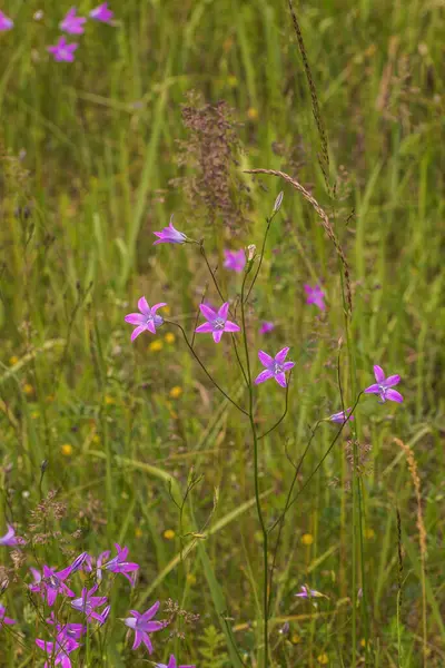 stock image Campanula patula subsp. patula. The simple, bell-shaped flowers are a vibrant blue-violet color that contrasts beautifully with the green foliage. Summer landscape. Vertical photo