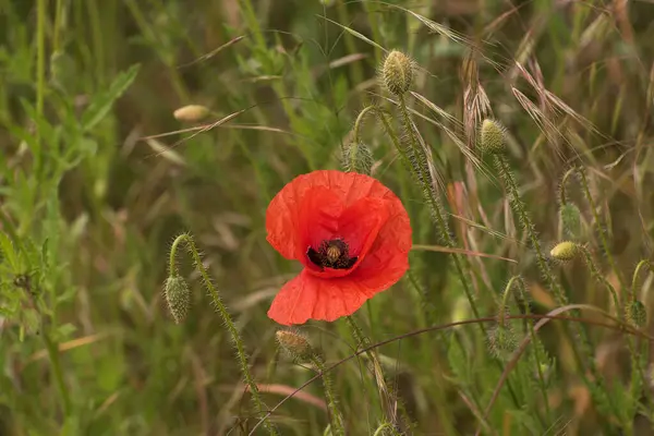 stock image Papaver rhoeas, corn poppy, corn rose, field poppy, Flanders poppy. Wildflowers. Symbol of remembrance for fallen soldiers