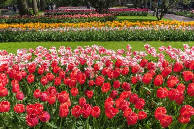 Hollanda 'daki egzotik laleler. Bahçelerin ve parkların çiçek tasarımı