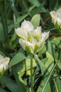 Hollanda 'daki egzotik lale Bahar Yeşili. Bahçelerin ve parkların çiçek dizaynı. Dikey fotoğraf