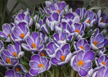 Crocus Vernus Pickwick. Bahçelerin ve parkların çiçek dizaynı. Kapat.