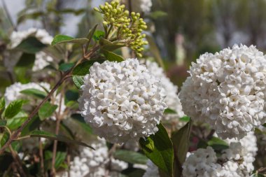 Viburnum Eskimo. Bahçeler ve parklar için çiçek açan ağaçlar. Peyzaj tasarımı kavramı