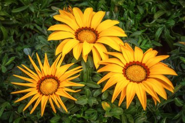 Gazania, sarı ve turuncunun parlak tonlarında, Güney Afrika 'ya özgü büyük, papatya benzeri çiçek başlıklarına sahip bir çiçek. Bahçe, park ve balkon için çiçek açan süs çiçekleri.