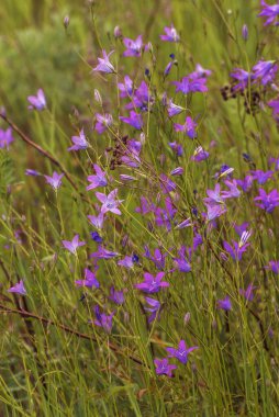 Field of Campanula patula or spreading patula. The simple, bell-shaped flowers are a vibrant blue-violet color. Summer landscape. Wildflowers. Vertical photo clipart