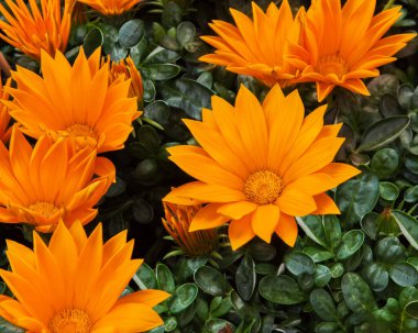 Gazania Devi, parlak turuncu tonlarında, papatya gibi kombine çiçekleri olan bir çiçektir. Çiçekli süs bitkileri.