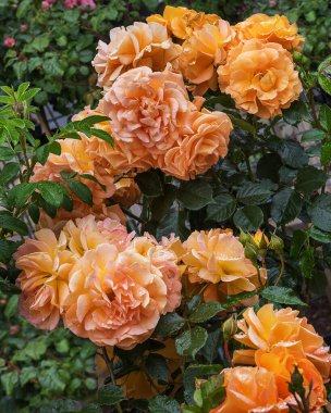 Çiçekli güller, turuncu-sarı renkte. Enfes seçilmiş gül çeşitleri. Parklar, bahçeler, buketler ve dekorlar için çiçekler. Manzara. Dikey fotoğraf