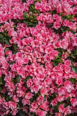 Azalea, çiçek açan bir çalı. Bahçeler, parklar için çiçek açan bitkiler. Peyzaj tasarımı konsepti. Dikey fotoğraf