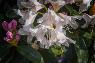 Rhododendron Cunningham White. Bahçe için süs bitkileri, park. Peyzaj tasarımı konsepti. Kapat.