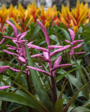 Hava karanfili, Tillandsia Antonio. Süslü çiçekli ev bitkisi.
