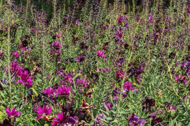 Hollanda 'da bir parkta çiçek açan mor lalelerin egzotik çeşitleri. Bahar manzarası