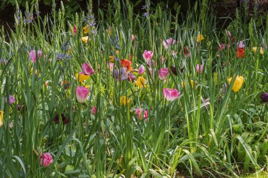Hollanda 'daki bir parkta çok renkli lalelerin egzotik çeşitleri. Bahar manzarası. Dikey fotoğraf