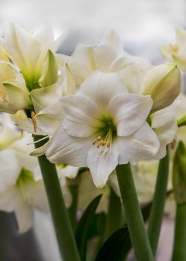 Amaryllis Costa Blanco. Dikey fotoğraf. Kapat