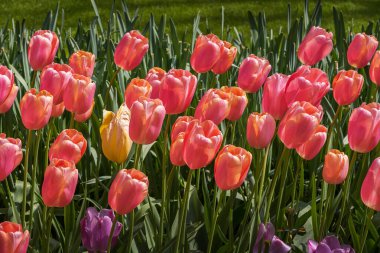 Parktaki büyük, gösterişli, parlak renkli laleler. Bahar manzarası