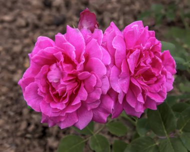 Rose Matmazel Louise Chabrier. Enfes seçilmiş gül çeşitleri. Parklar, bahçeler, buketler ve dekorlar için çiçekler.