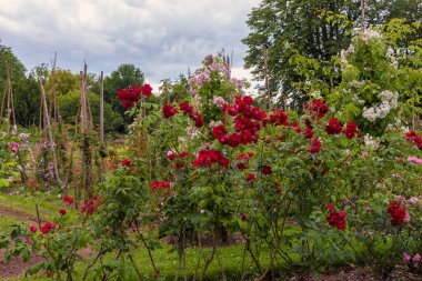 Gül çalıları. Enfes seçilmiş gül çeşitleri. Parklar, bahçeler, buketler ve dekorlar için çiçekler. Manzara