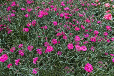 Dianthus caryophyllus, karanfil ya da karanfil pembesi, bitkisel bir bitki. Karanfil tarlası