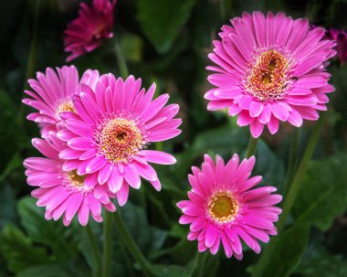 Gerbera jamesonii, Barberton papatyası, Transvaal papatyası uzun ömürlü bir bitkidir. Bahçe için süs bitkileri, park. Peyzaj tasarımı konsepti. Kapat.