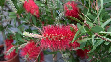 Callisten, şişe fırçaları. Bahçe için süs bitkileri, park tasarımı konsepti