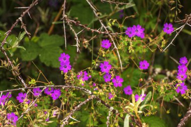 Sardunya müfredatı, tahta vinç gagası ya da orman sardunyası. Yabani çiçekler. Yaz manzarası