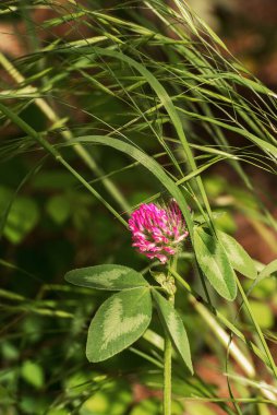 Trifolium pratense, kırmızı yonca. Yaban çiçekleri Yaz manzarası