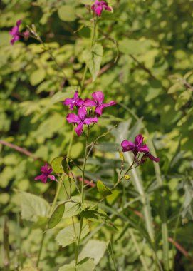 Lunaria annua, honesty, annual honesty Wildflowers Summer landscape clipart