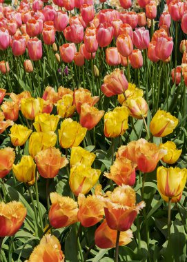 Keukenhof 'da geniş, gösterişli, parlak renkli laleler. Bahar manzarası