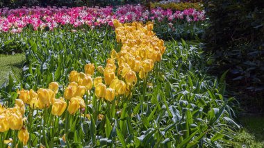 Hollanda 'daki bir parkta sarı lalelerden oluşan çiçek tarhı. Bahar manzarası