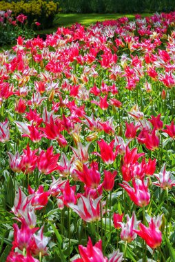 Laleler Mariette. Hollanda 'daki bir parkta, beyaz-mor lalelerden oluşan bir çiçek tarhı. Bahar manzarası. Dikey fotoğraf