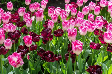 Hollanda 'daki eşsiz lale parkı Keukenhof' un seçkin çiçek çeşitleri ve renk kombinasyonları. Bahar manzarası