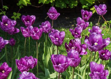 Lale mavisi Almable. Tomurcuğun rengi narin, göz kamaştırıcı-mavi. Çiçeğin hoş, narin bir kokusu vardır. Yapraklar geniş ve gri-yeşil değildir. Hollanda 'dan çok nadir bulunan eski laleler