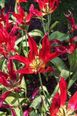 Lale Elegalı Rubra. Vahşi güzelliğiyle, bu parlak, hançer yapraklı lale 19. yüzyıl kataloglarında vahşi bir tür olarak listelenmişti.