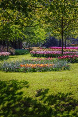 Keukenhof, Hollanda 'da bahar manzarası. Dikey fotoğraf