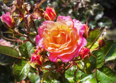 Yoğun çalılık, dik büyüyen çalı gülü ve çift çiçekli Dekora. Gül bahçesindeki güllerin enfes çeşitleri. Yaz manzarası