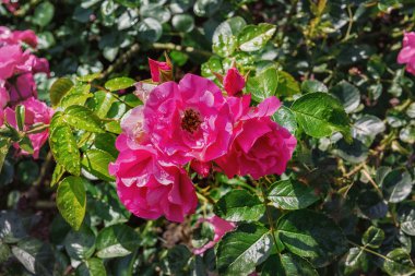 Güzel bir bahçe tarzı gül Freja. Gül bahçesindeki güllerin enfes çeşitleri. Yaz manzarası. Kapat.