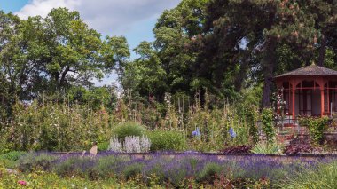 Çiçeklerin kraliçesi için çerçeveler, gül. Tırmanan gül. Almanya 'daki gül bahçesindeki güllerin özel çeşitleri.