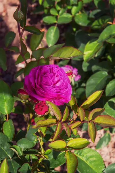 Rose Heidi Klum. Gül bahçesindeki güllerin enfes çeşitleri. Dikey fotoğraf