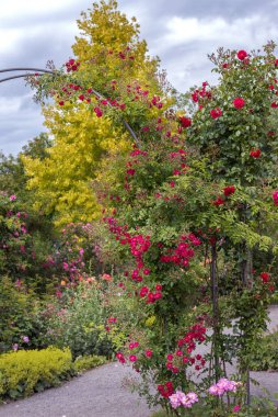 Almanya 'da gül bahçesi. Çalı ve parlak renkli güllere tırmanmak, farklı çeşitlilikte enfes aromalar. Yaz manzarası