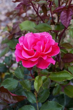 Büyük koyu pembe çiçekli ve narin ama yoğun aromalı çalı gülü.
