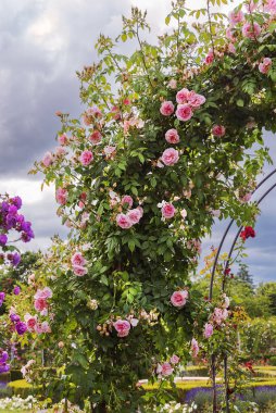 Kemerdeki güllere tırmanmak bahçe dekorasyonudur. Pergola 'nın kemerlerinin altında bir dinlenme alanı oluşturun. Ya da ifadesiz bir duvarı başyapıta dönüştürün. Dikey fotoğraf