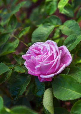 Rose Hediyelik Eşya ve Alphonse Lavallee 'nin muhteşem kadife rengi. Gül bahçesindeki güllerin enfes çeşitleri. Kapatın. Yaz manzarası
