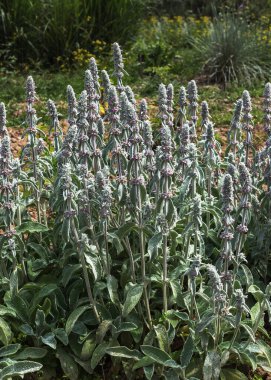Rosella, gül bahçesinde yıllık bir çalılık. Patlamamış çalı