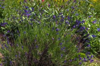 Ebedi yeşil ve güzel lavanta bitkisi Angustifolia Loddon Blue teras ve balkon için sihirdir.