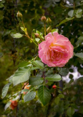 The climbing rose 'Peach Melba' with a wonderful flower from delicate apricot to lovely pink color. Vertical photo clipart