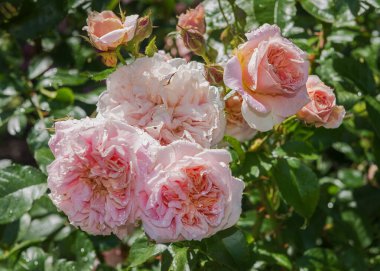 Rose Irma. Açık pembe çalı. Gül bahçesindeki güllerin enfes çeşitleri. Sommer manzarası