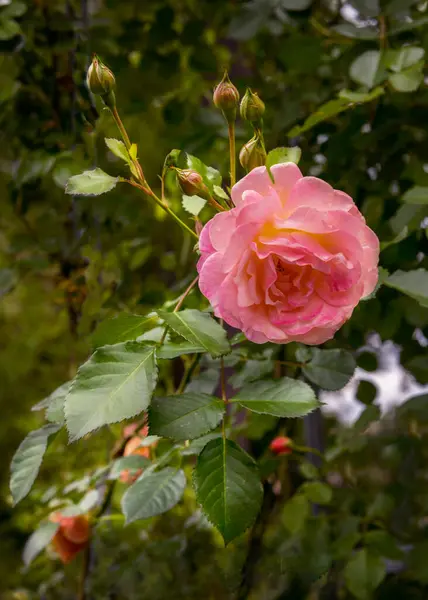 stock image The climbing rose 'Peach Melba' with a wonderful flower from delicate apricot to lovely pink color. Vertical photo