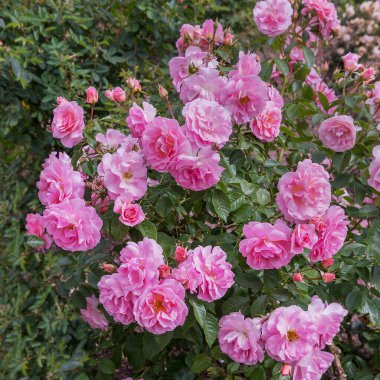 En saf açık pembe ve koyu renkli zıt çiçekli çalı gülü Rosario. Gül bahçesindeki güllerin zarif çeşitleri.