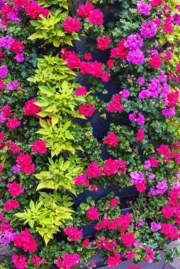 Geranium variegated. Column of flower pots for decorating a park or garden. Vertical photo clipart